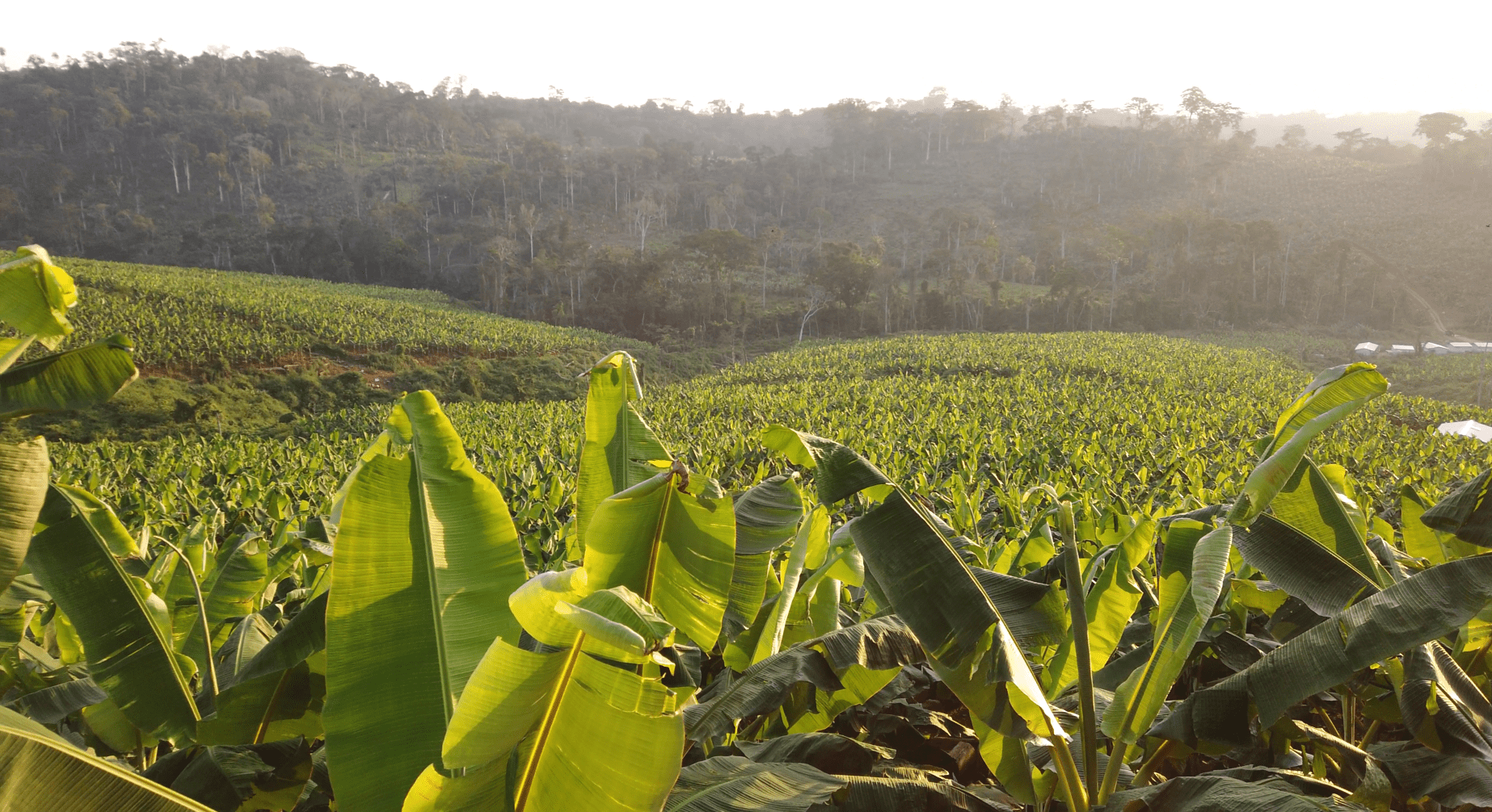 irrigation cameroun agriculture afrique