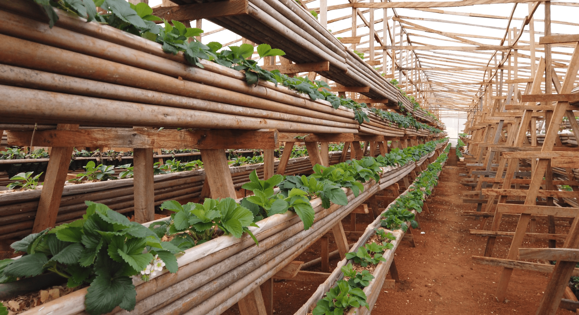 irrigation cameroun agriculture afrique