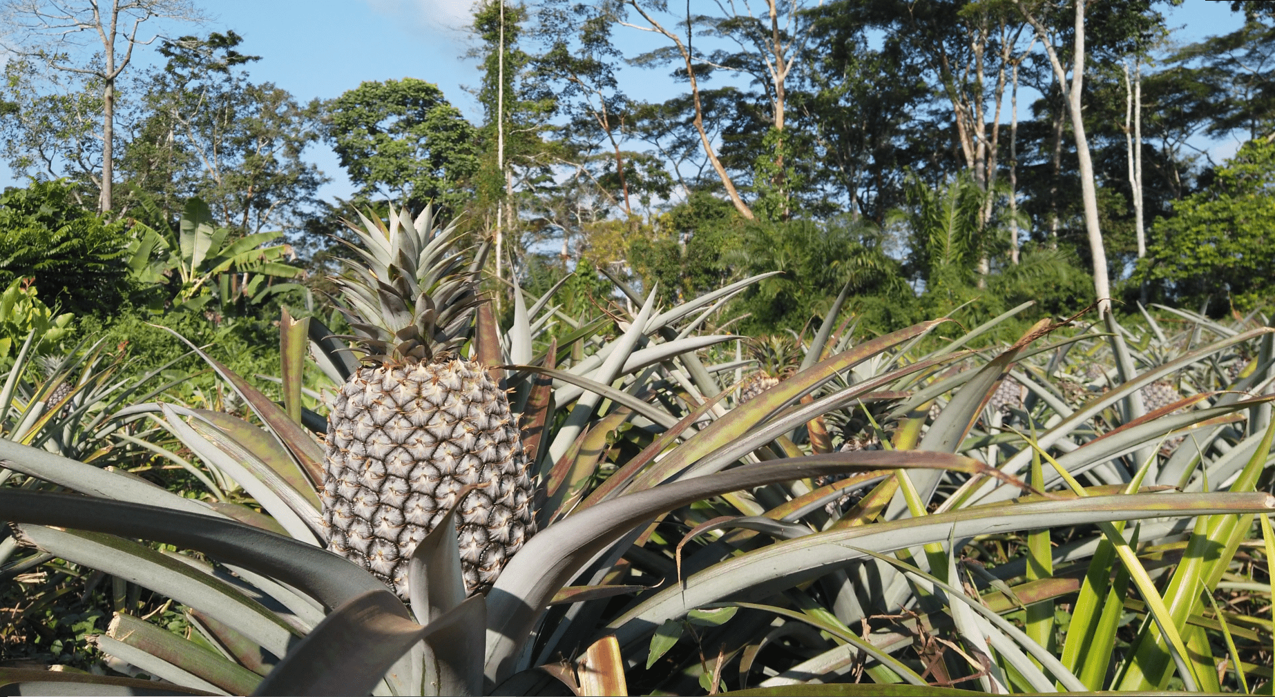 irrigation cameroun agriculture afrique