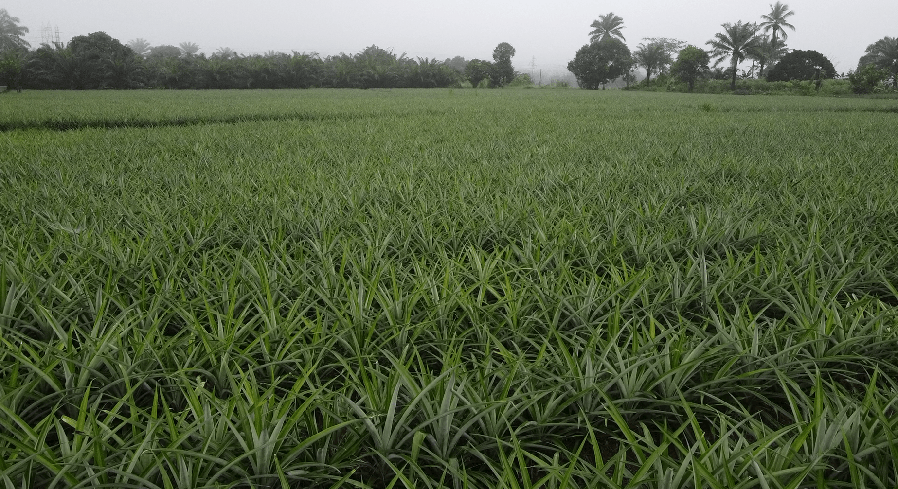 irrigation Cameroun