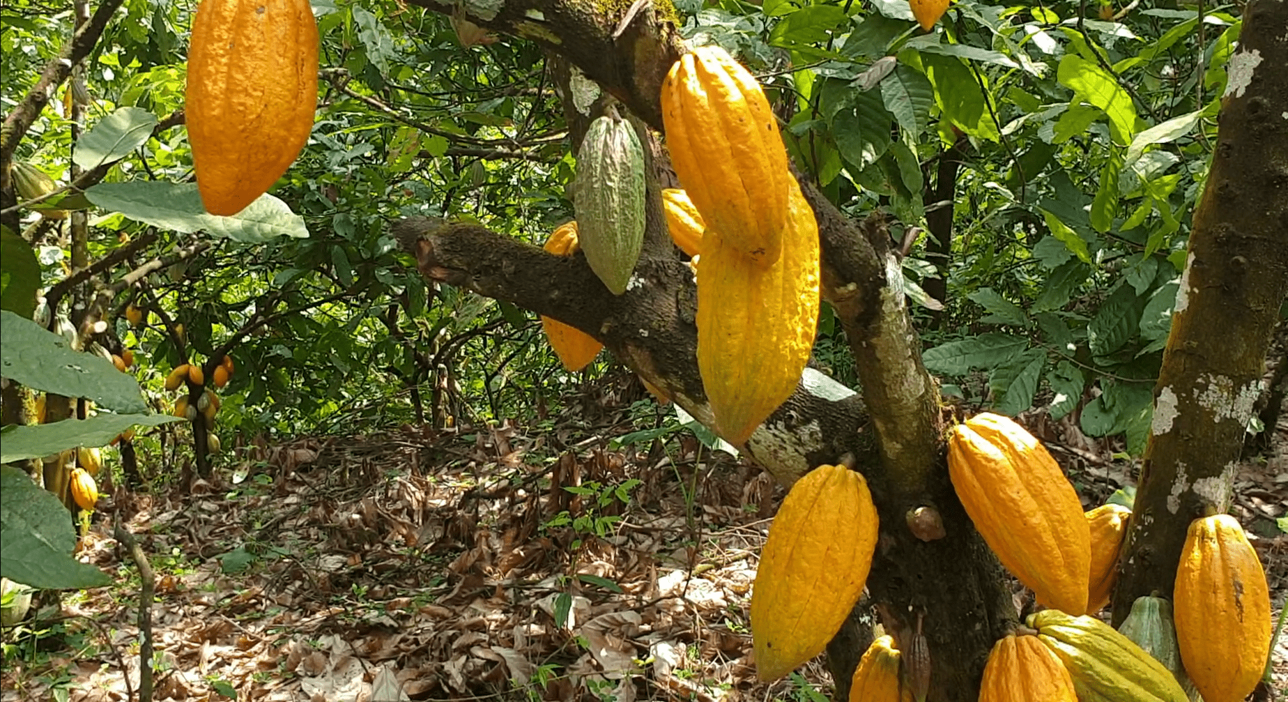 irrigation cameroun agriculture afrique