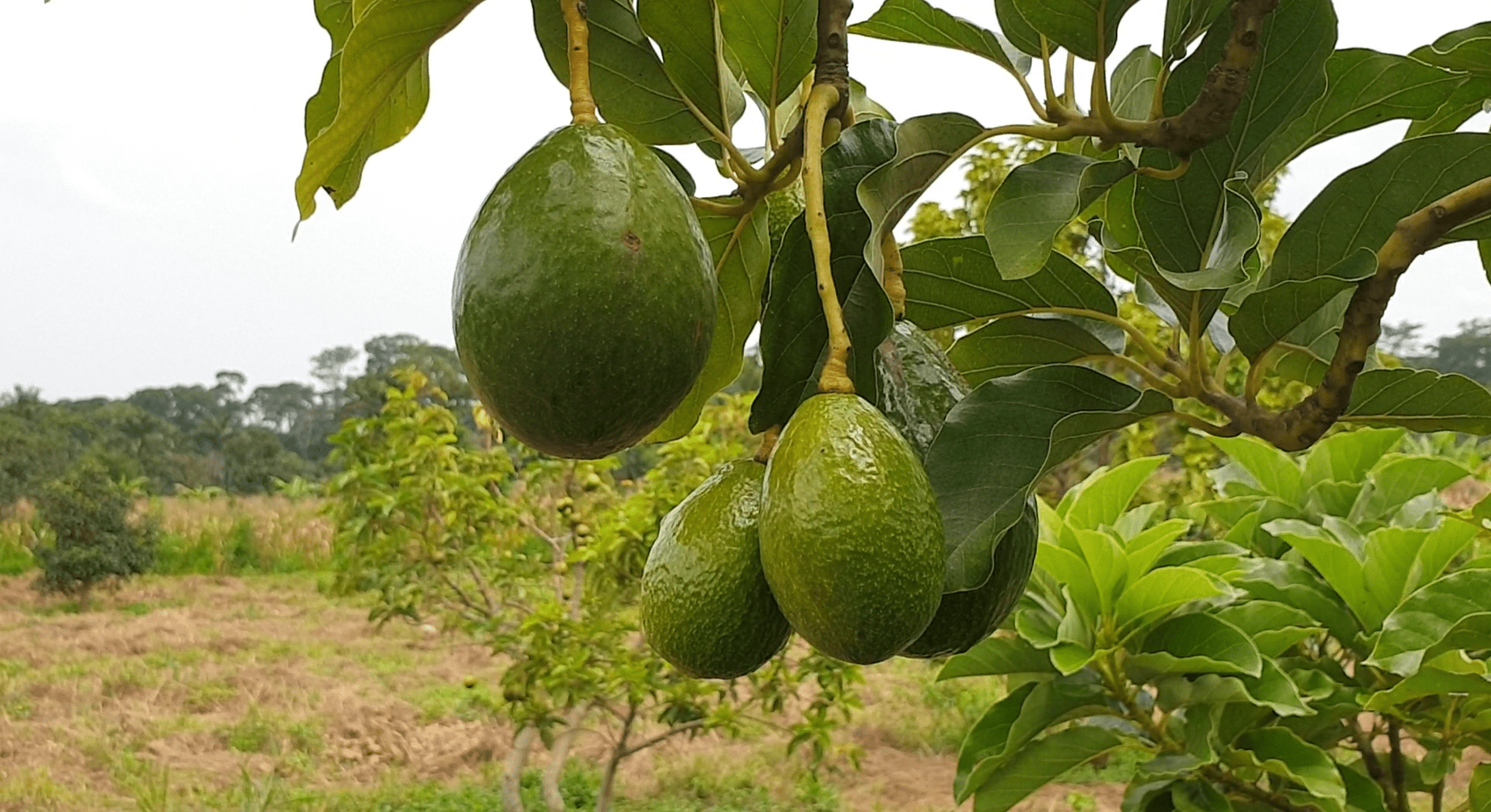 irrigation cameroun agriculture afrique