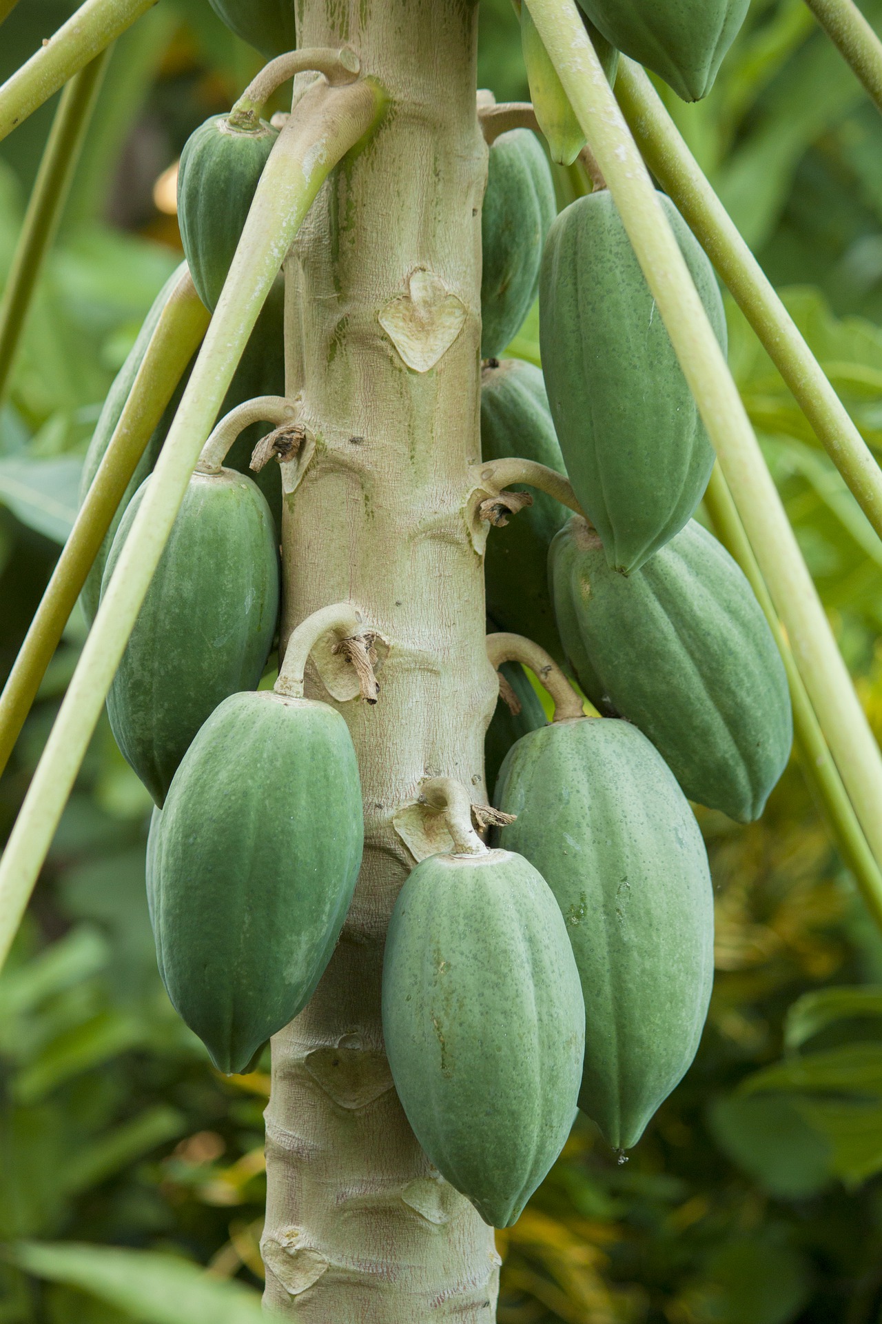 papaya-4480277_1920