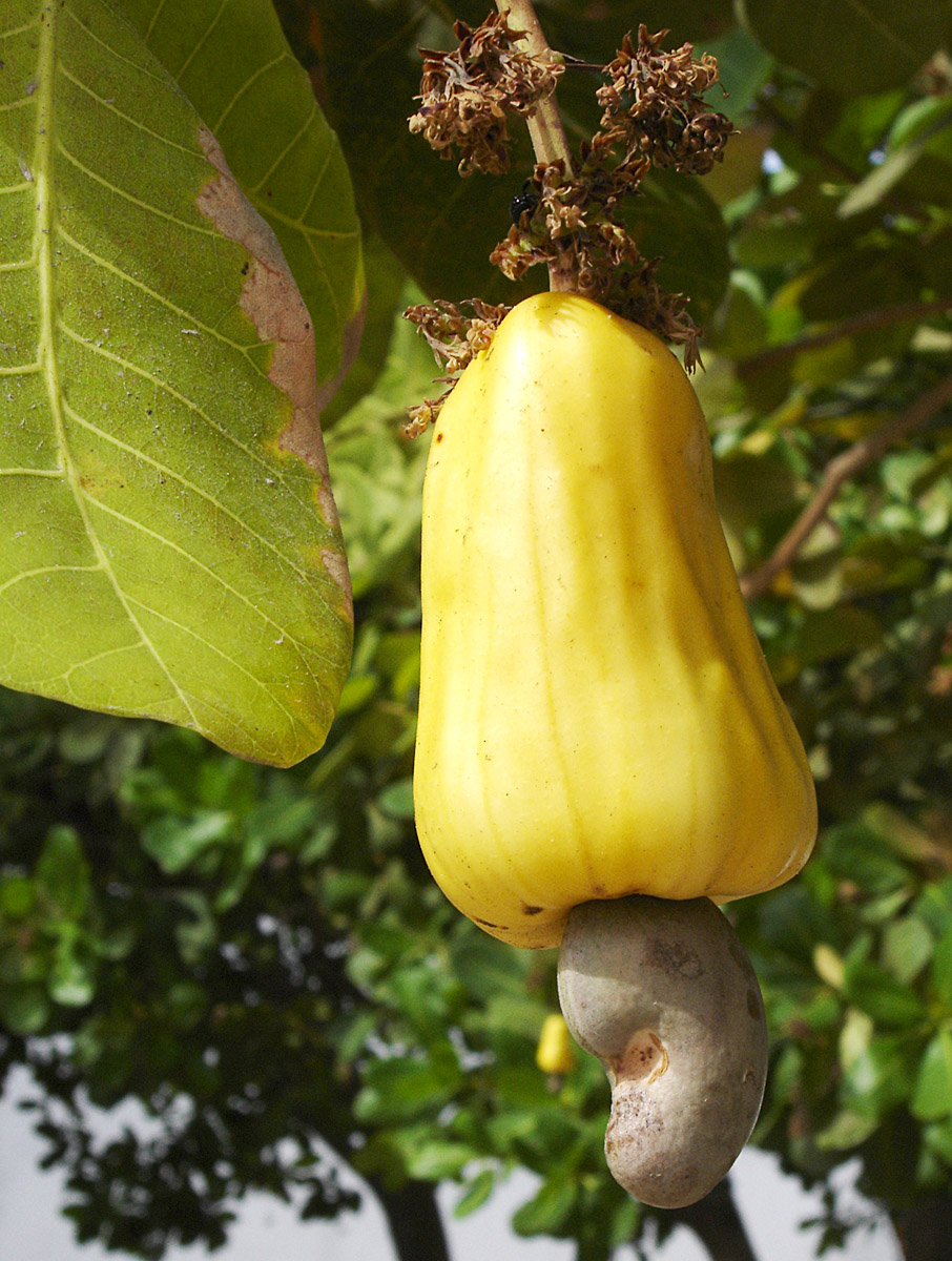 Cashew_Brazil_fruit_1