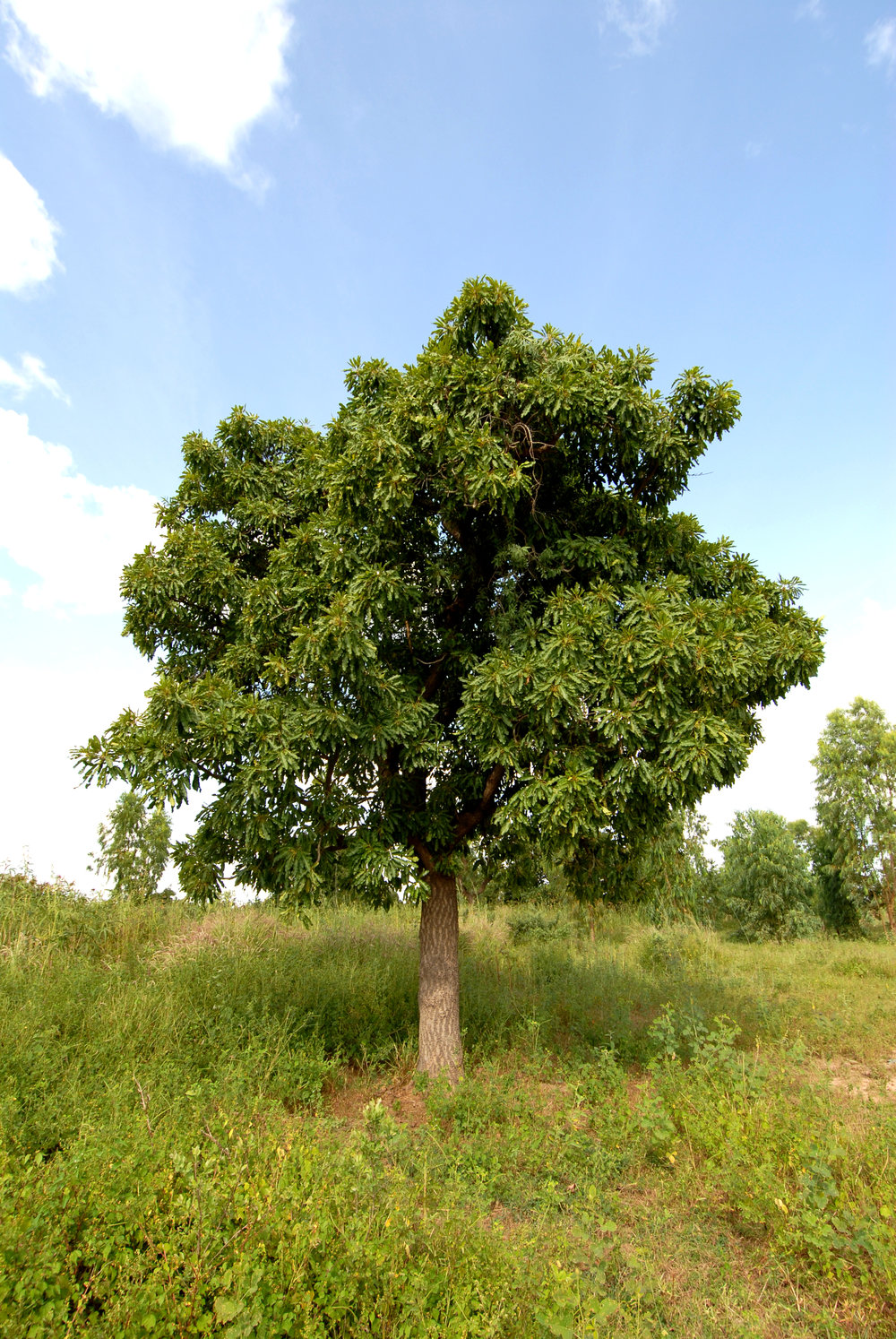 arbre mahua