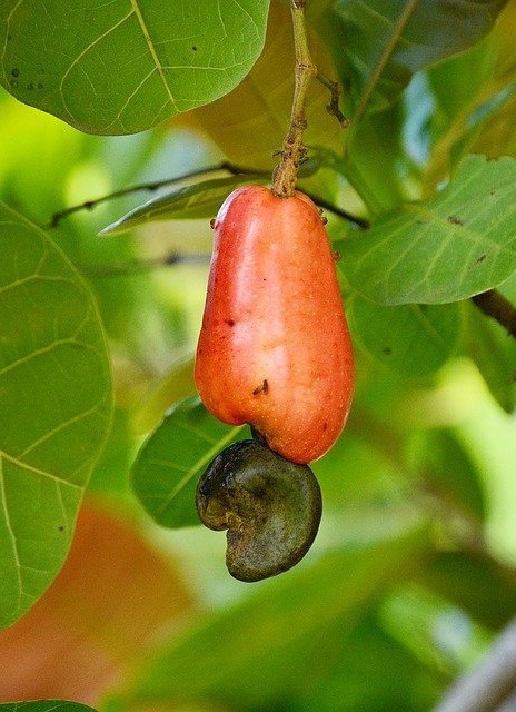 cashew-1454812_960_720